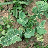 Aktu&aacute;ln&iacute; přehled ochrany poln&iacute;ch plodin - srpen a&nbsp;z&aacute;ř&iacute; 2019