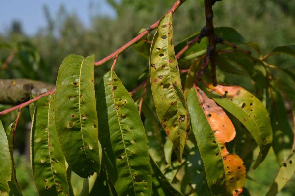 Such&aacute; skvrnitost listů broskvoně
