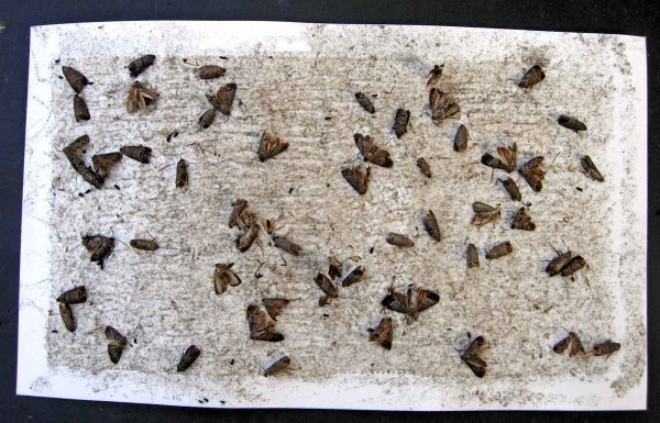 Obaleč jablečný - nálet na feromonový lapač Obaleč jablečný - nálet na feromonový lapač