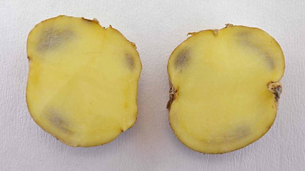 Abiotické šednutí dužniny Abiotické šednutí dužniny