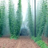 Možnosti využit&iacute; př&iacute;rodn&iacute;ch l&aacute;tek s&nbsp;antifung&aacute;ln&iacute;m &uacute;činkem při ochraně chmele