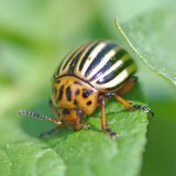 Změny v&nbsp;rezistenci mandelinky bramborov&eacute; vůči insekticidům