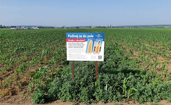 Obr. 5: Projekt „Podívej se do pole“ určený laické veřejnosti; ošetřeno versus neošetřeno Obr. 5: Projekt „Podívej se do pole“ určený laické veřejnosti; ošetřeno versus neošetřeno