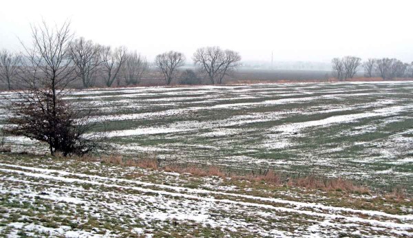 Porost pšenice po sejití sněhu Porost pšenice po sejití sněhu