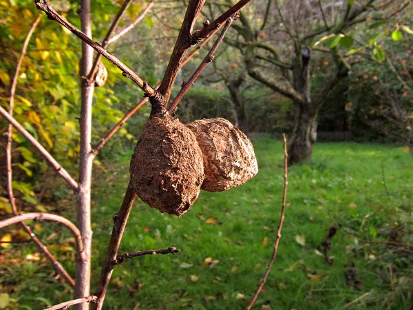 Mumifikované plody na stromě jsou zdrojem infekce Mumifikované plody na stromě jsou zdrojem infekce