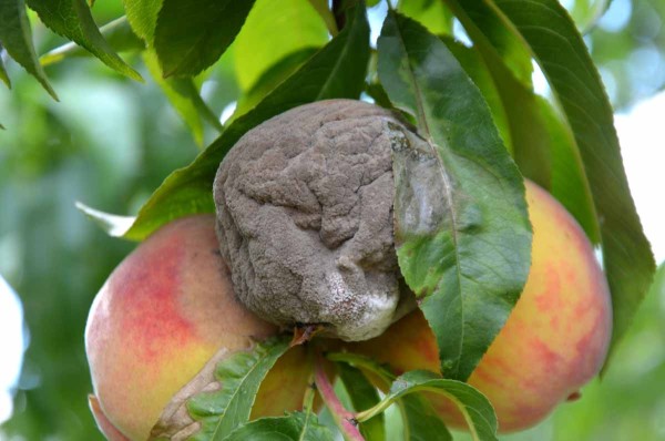 Moniliniov&aacute; hniloba broskv&iacute; - &scaron;ed&yacute; souvisl&yacute; porost patogenu Monilinia laxa