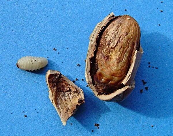 Nosatec lískový - larva Nosatec lískový - larva