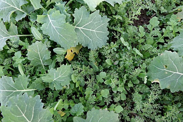 Obr. 1: Zaplevelení řepky na neošetřené kontrole v polovině listopadu 2018 Obr. 1: Zaplevelení řepky na neošetřené kontrole v polovině listopadu 2018