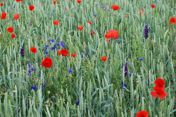 Opakovan&eacute; pěstov&aacute;n&iacute; ozimů m&aacute; za n&aacute;sledek dominanci ozim&yacute;ch plevelů