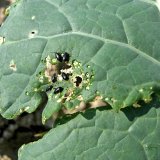 Aktu&aacute;ln&iacute; přehled ochrany zahrad, sadů a&nbsp;vinic - duben a&nbsp;květen 2018