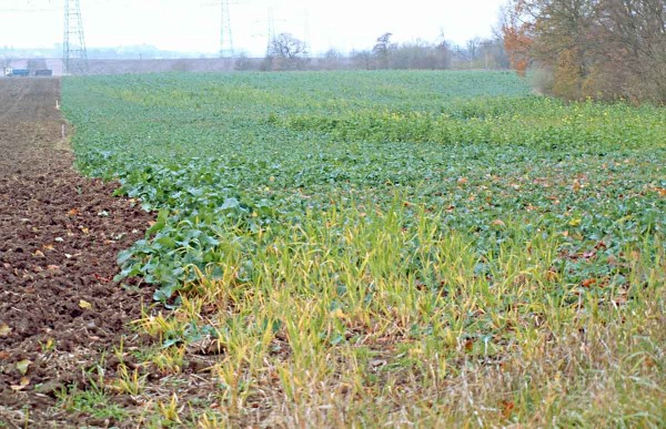 Porost řepky infikovaný TuYV na podzim, zatím bez výraznějších projevů infekce Porost řepky infikovaný TuYV na podzim, zatím bez výraznějších projevů infekce