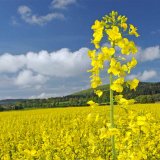 V&yacute;konnostn&iacute; porovn&aacute;n&iacute; odrůd řepky ozim&eacute; na Slovensku