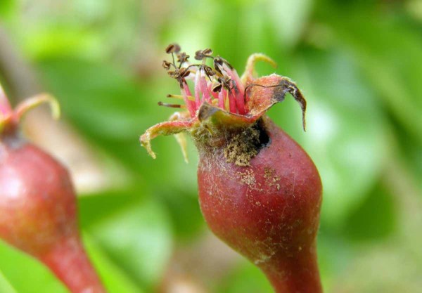 Po&scaron;kozen&iacute; plodu pilatkou hru&scaron;kovou