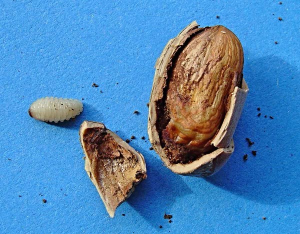 Nosatec lískový - larva Nosatec lískový - larva