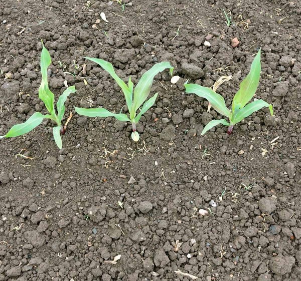 Obr. 5: Dva t&yacute;dny po časně postemergentn&iacute; aplikaci TM kombinace Sulcotrek + Efica (listov&eacute; působen&iacute; v&yacute;born&eacute;, rezidu&aacute;ln&iacute; slab&scaron;&iacute;)