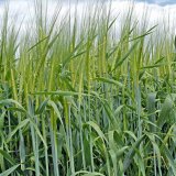 Perspektiva sladovnick&eacute;ho ječmene