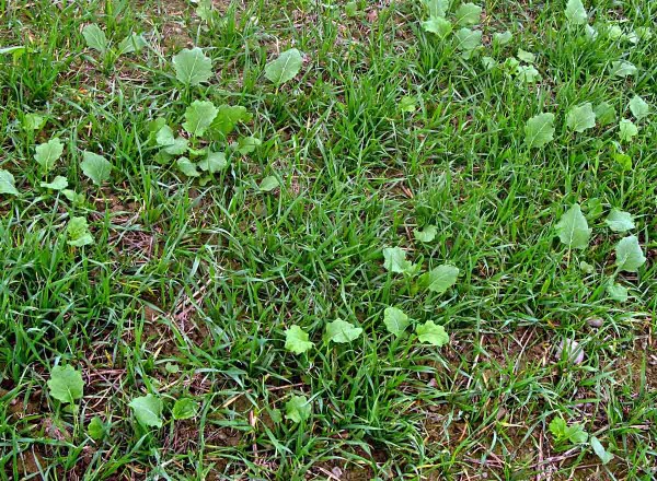 Výdrol v řepce je třeba odstranit včas Výdrol v řepce je třeba odstranit včas