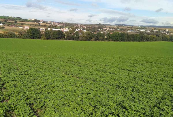 Směska meziplodin (hořčice b&iacute;l&aacute; + svazenka) vyset&aacute; na podzim 2020