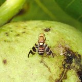 V&yacute;skyt a&nbsp;&scaron;&iacute;řen&iacute; vrtule ořechov&eacute;