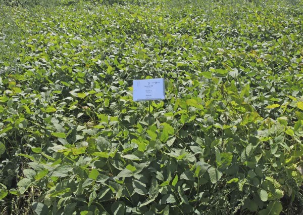 PRE Successor 600 + Sumimax + Backrow - 1,5&nbsp;l + 0,1&nbsp;kg + 0,4 l/ha