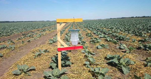 Feromonov&yacute; lapač na mory a&nbsp;siatice