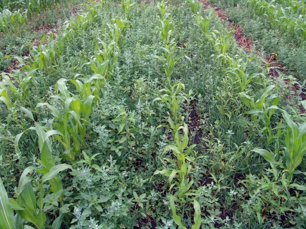 Tento porost kukuřice měl b&yacute;t již o&scaron;etřen (plevele již působ&iacute; konkurenčně), herbicidn&iacute; o&scaron;etřen&iacute; takov&eacute;hoto porostu bude obt&iacute;žen&eacute;, přičemž v&nbsp;př&iacute;padě použit&iacute; sulfonylmočovinov&yacute;ch a&nbsp;růstov&yacute;ch herbicidů hroz&iacute; po&scaron;kozen&iacute; kukuřice