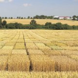 Mnoho ozim&yacute;ch novinek od Selgenu