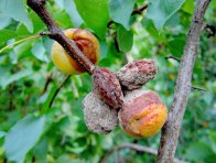 Moniliniová hniloba peckovin – meruňka Moniliniová hniloba peckovin – meruňka