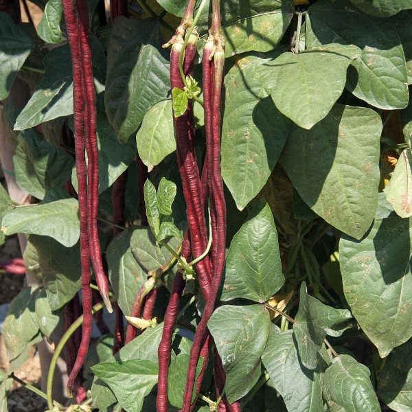 Vigna - červen&eacute; lusky