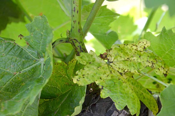 Čern&aacute; skvrnitost r&eacute;vy - skvrnitost baz&aacute;ln&iacute;ch internodi&iacute; letorostu a&nbsp;listů