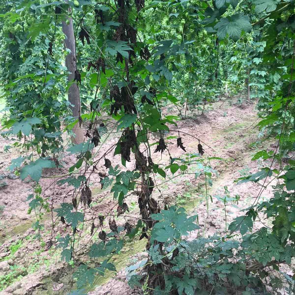 Obr. 7: Napaden&aacute; r&eacute;va fuz&aacute;rii v&nbsp;porostu, listy neopad&aacute;vaj&iacute;