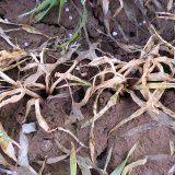 Na kter&eacute; mořidlo byste měli letos vsadit?