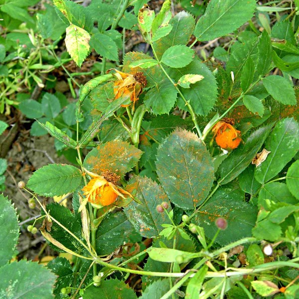 Rez růžová Rez růžová