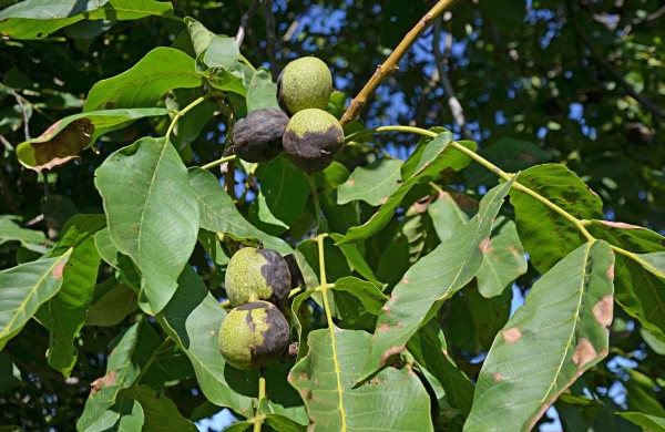 Vrtule oře&scaron;&aacute;kov&aacute; - napaden&eacute; plody