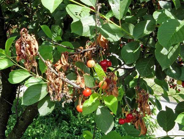 Moniliniov&aacute; sp&aacute;la květů