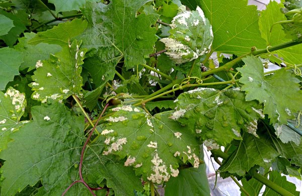 Plstnatost révy Plstnatost révy