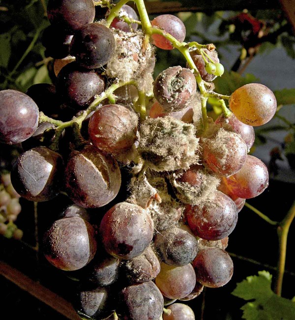 Šedá hniloba na hroznu Šedá hniloba na hroznu