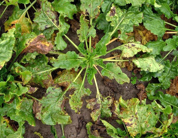 Cerkosporová listová skvrnitost řepy Cerkosporová listová skvrnitost řepy