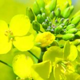 V&yacute;nosn&eacute; řepky Caussade 2021