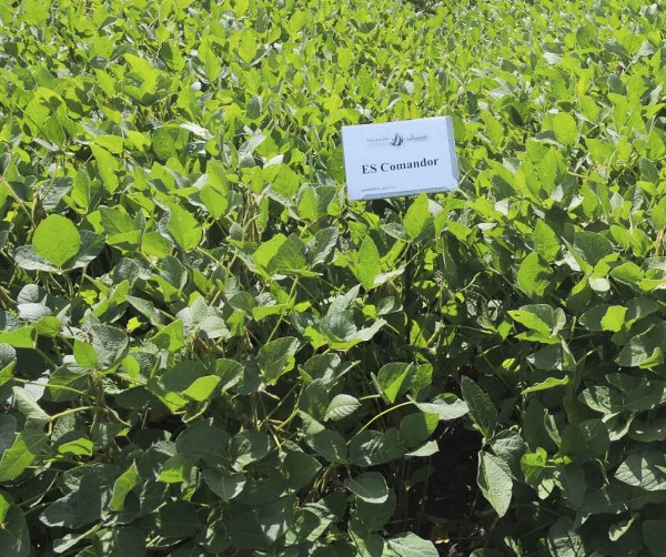 ES Comandor (Agrofinal)
