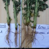 Připravte se na podzimn&iacute; sez&oacute;nu se stimul&aacute;tory a&nbsp;listov&yacute;mi hnojivy od společnosti Agritecno Fertilizantes