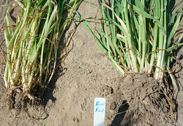 Obr. 4: Detail kořenů a odnoží jarního ječmene po aplikaci systému Rooter (1,0 l/ha, DC 23), následně Forthial (1,0 l/ha, DC 31, vpravo) ve srovnání s kontrolou (Ditana, Bojos) Obr. 4: Detail kořenů a odnoží jarního ječmene po aplikaci systému Rooter (1,0 l/ha, DC 23), následně Forthial (1,0 l/ha, DC 31, vpravo) ve srovnání s kontrolou (Ditana, Bojos)