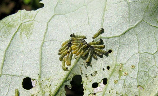 Bělásek zelný - housenky Bělásek zelný - housenky