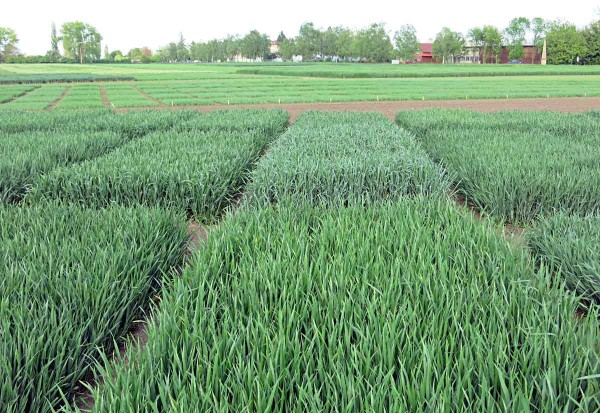 Obr. 2: Porost pšenice ve fázi sloupkování Obr. 2: Porost pšenice ve fázi sloupkování