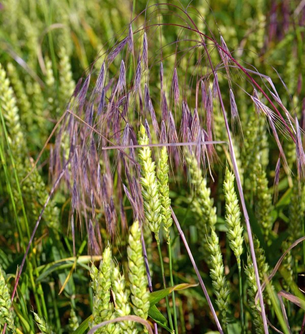 Sveřep jalov&yacute; (Bromus sterilis)
