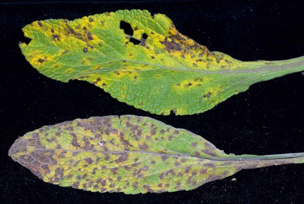 Listová skvrnitost náprstníku způsobená houbou Ramularia sp. Listová skvrnitost náprstníku způsobená houbou Ramularia sp.