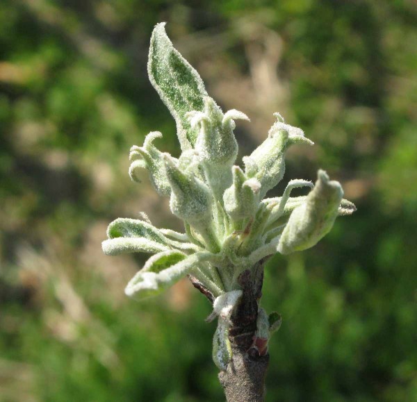 Padlí jabloně Padlí jabloně