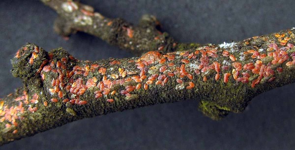 Puklice &scaron;vetkov&aacute;