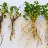 Zdravotn&iacute; stav jetele lučn&iacute;ho v&nbsp;ČR s&nbsp;přihl&eacute;dnut&iacute;m ke krčkov&yacute;m a&nbsp;kořenov&yacute;m hnilob&aacute;m a&nbsp;jejich původcům, houb&aacute;m rodu Fusarium