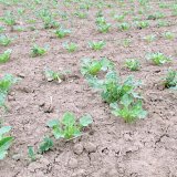 Morfologick&aacute; variabilita meziplodin